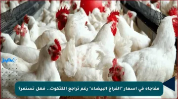 مفاجأة في أسعار “الفراخ البيضاء” رغم تراجع الكتكوت.. فهل تستمر؟